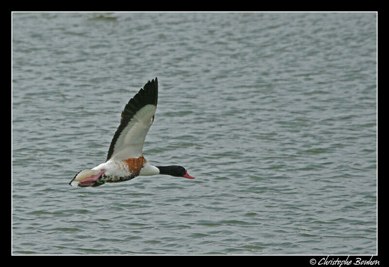 Common Shelduck