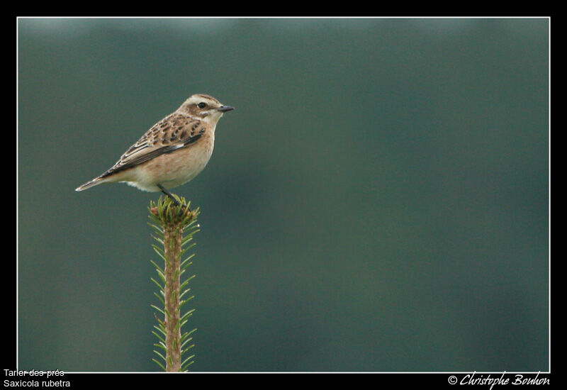 Whinchat