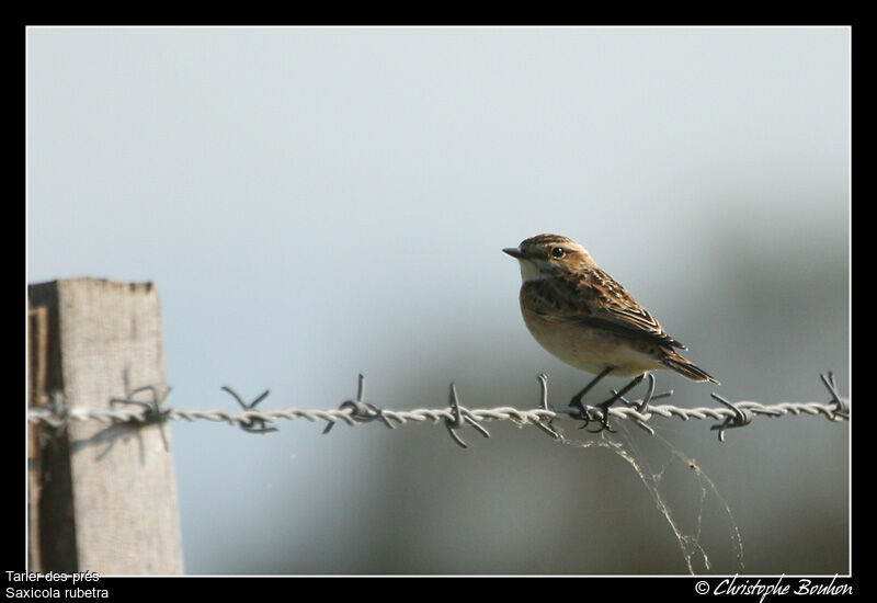 Whinchat