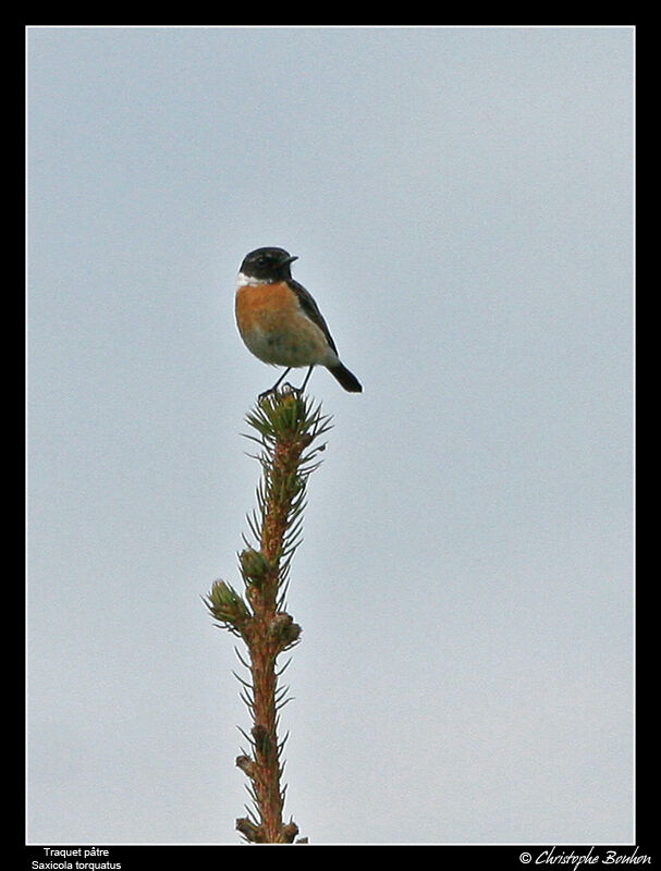 European Stonechat male adult