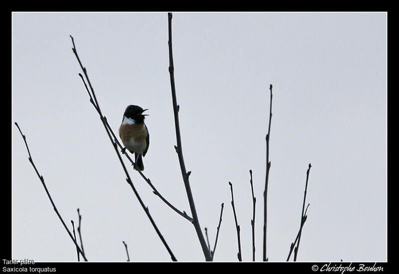 European Stonechat, identification, song, Behaviour