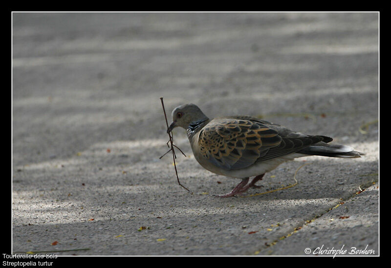 Tourterelle des bois, identification, Comportement