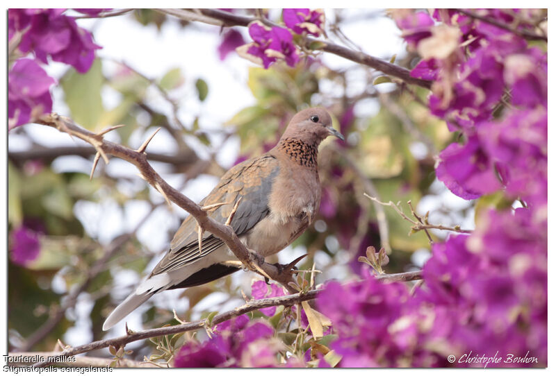 Laughing Dove, identification