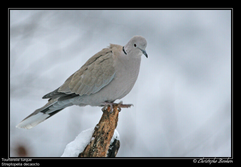 Eurasian Collared Dove