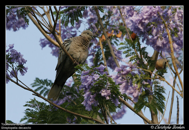 Eurasian Collared Dove, identification