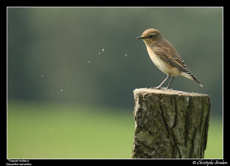 Northern Wheatear