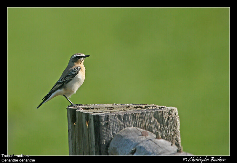 Northern Wheatear male adult