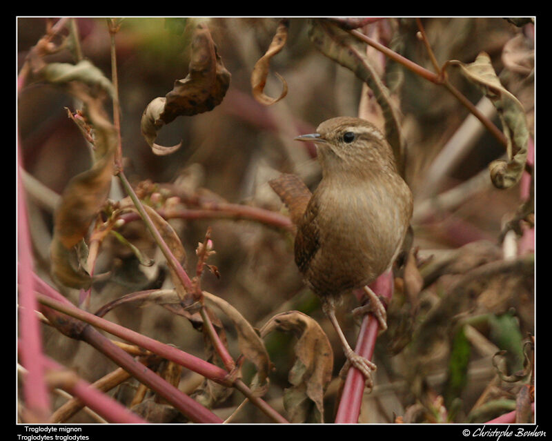 Eurasian Wren male adult