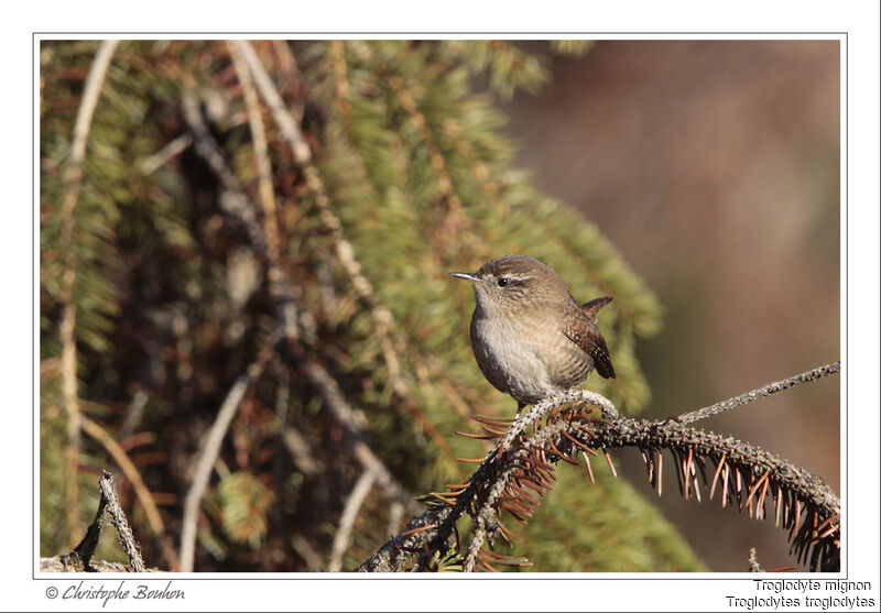 Troglodyte mignon, identification, Comportement