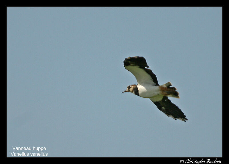 Northern Lapwing