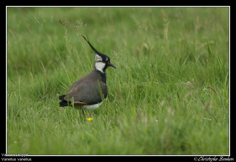 Northern Lapwing, Behaviour