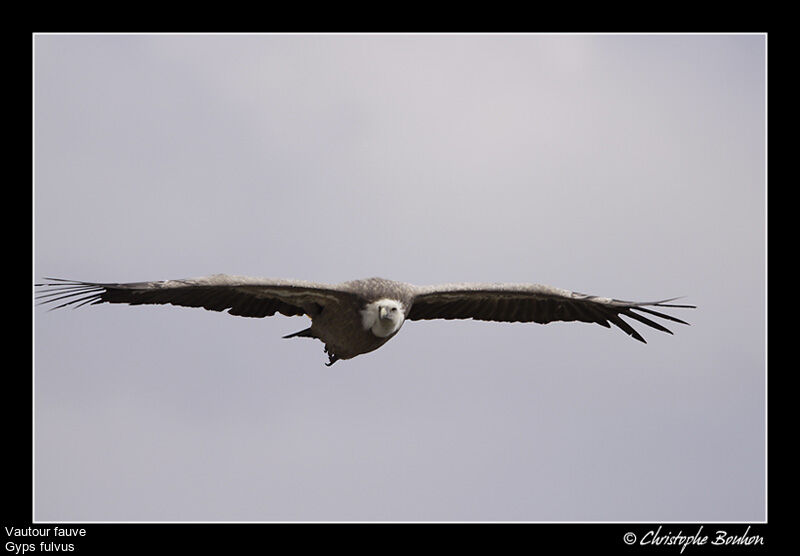 Vautour fauve