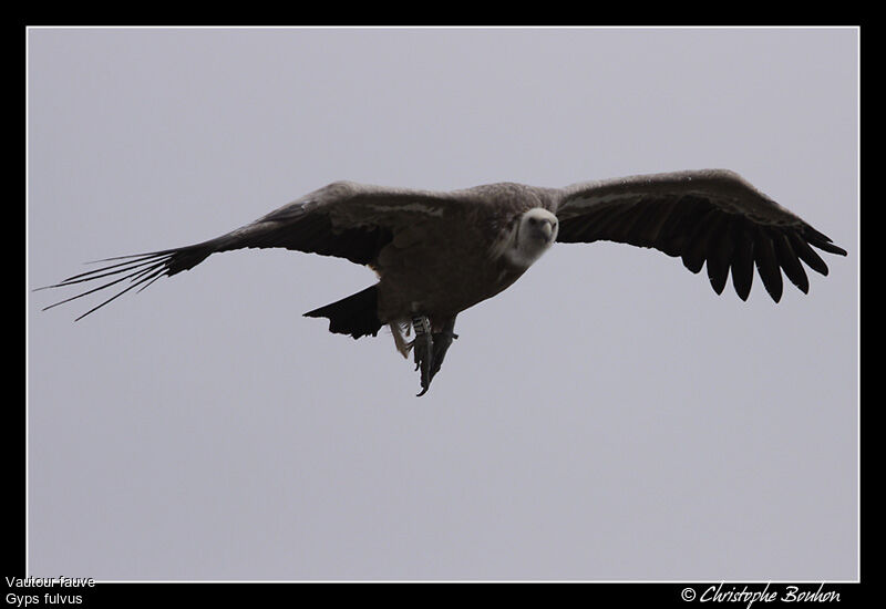 Griffon Vulture