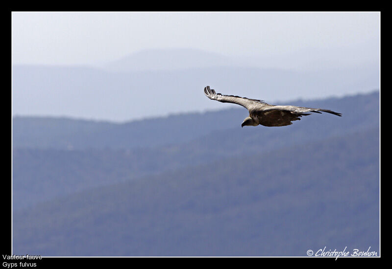 Vautour fauve