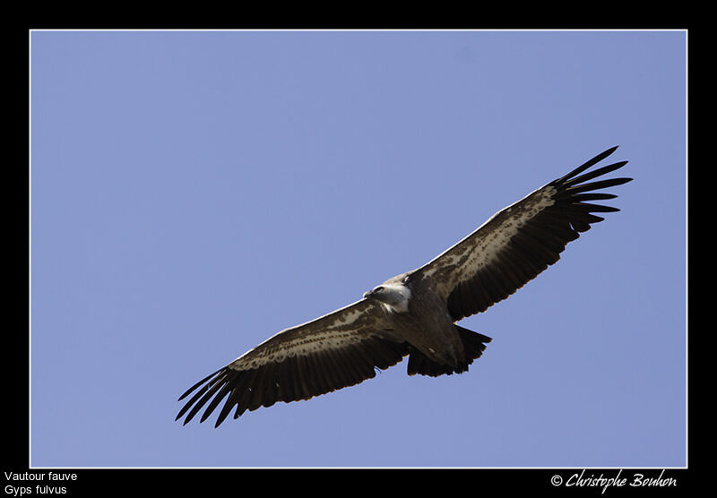 Vautour fauve, Vol