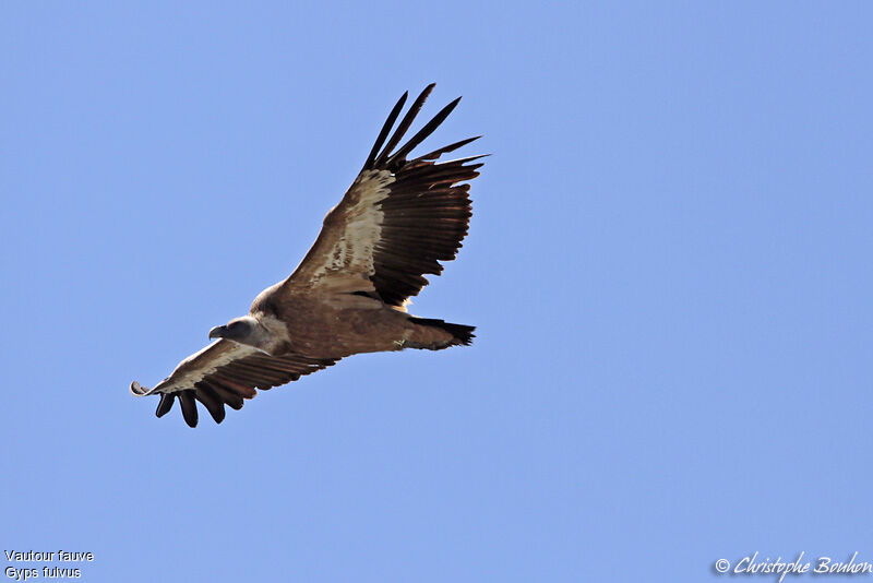 Vautour fauve, Vol