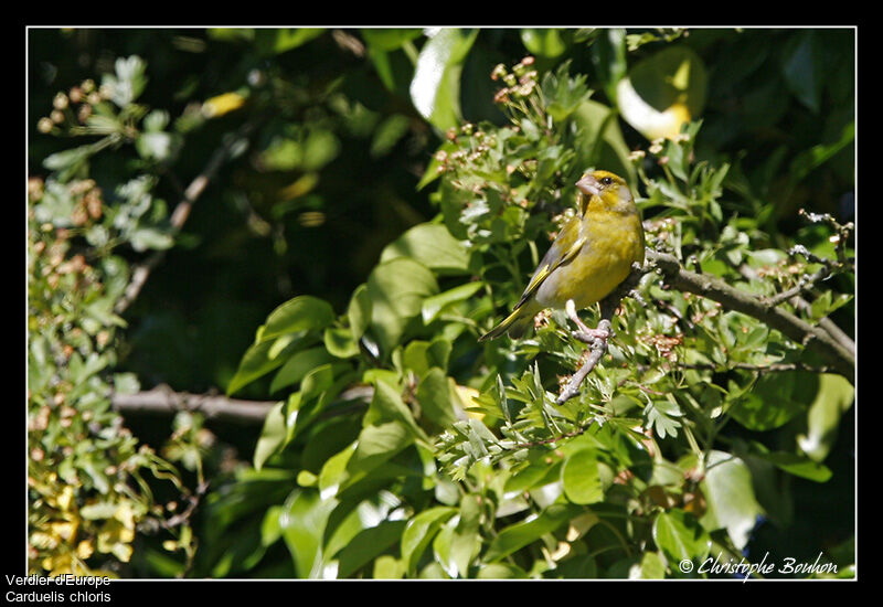 European Greenfinch, identification