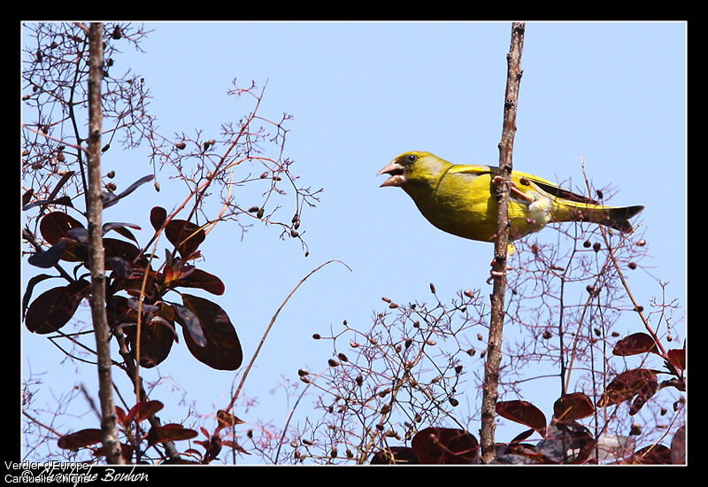 European Greenfinch