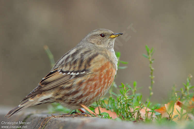 Accenteur alpinadulte, identification