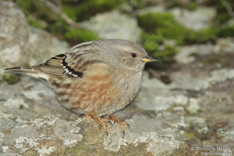 Alpine Accentor