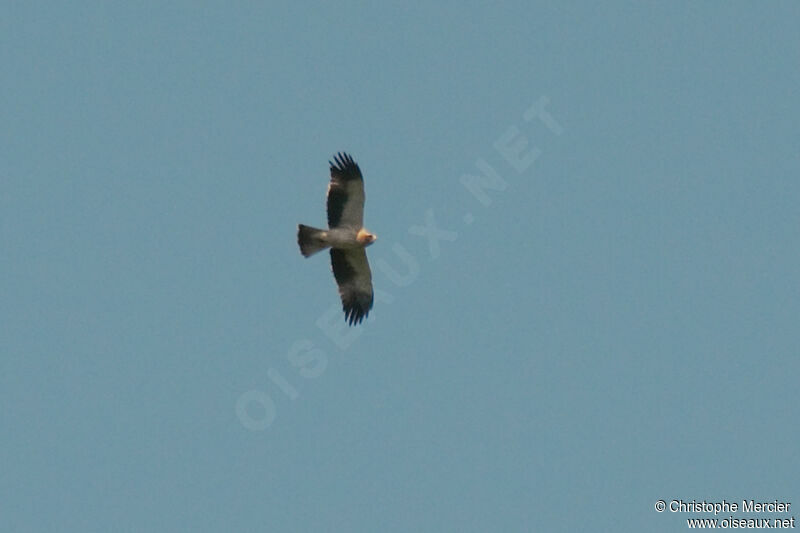 Booted Eagle