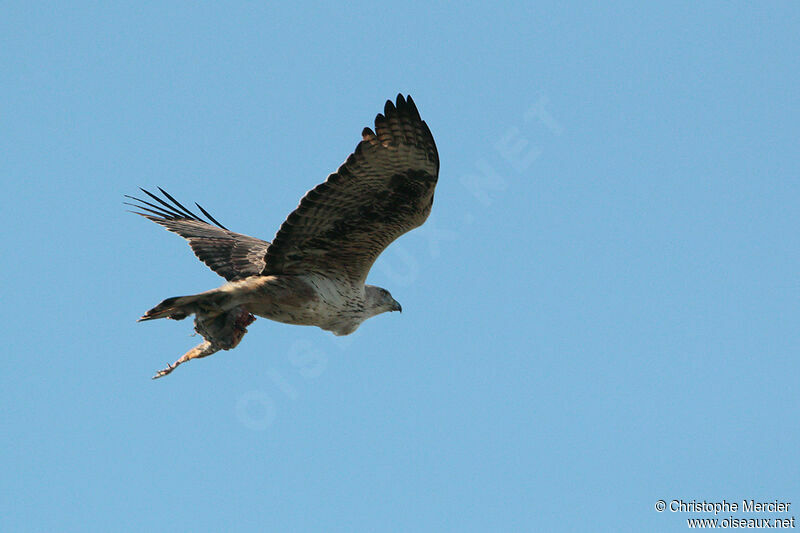 Aigle de Bonelli