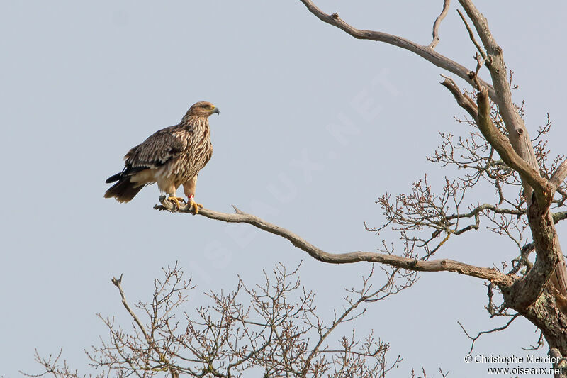 Aigle impérial femelle 2ème année