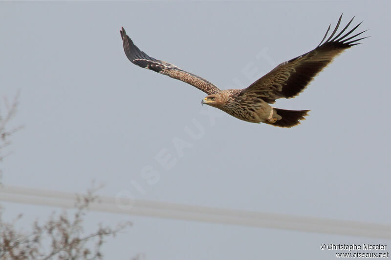 Eastern Imperial Eagle female Second year