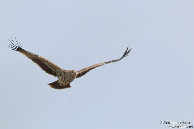 Aigle impérial