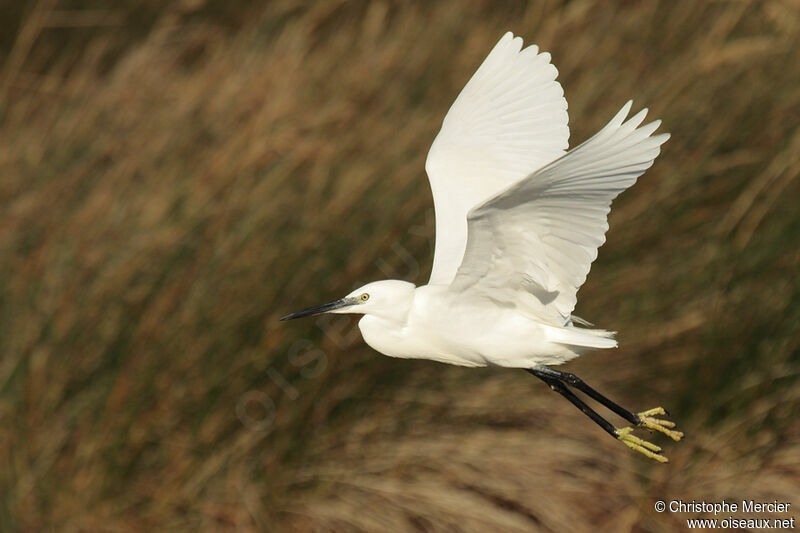 Little Egret