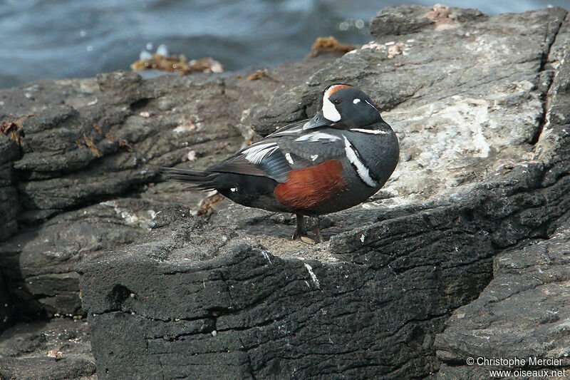 Harlequin Duck