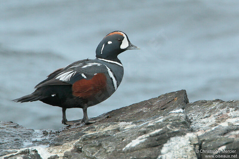 Arlequin plongeur