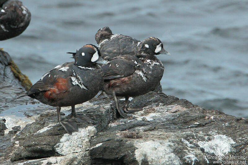 Harlequin Duck