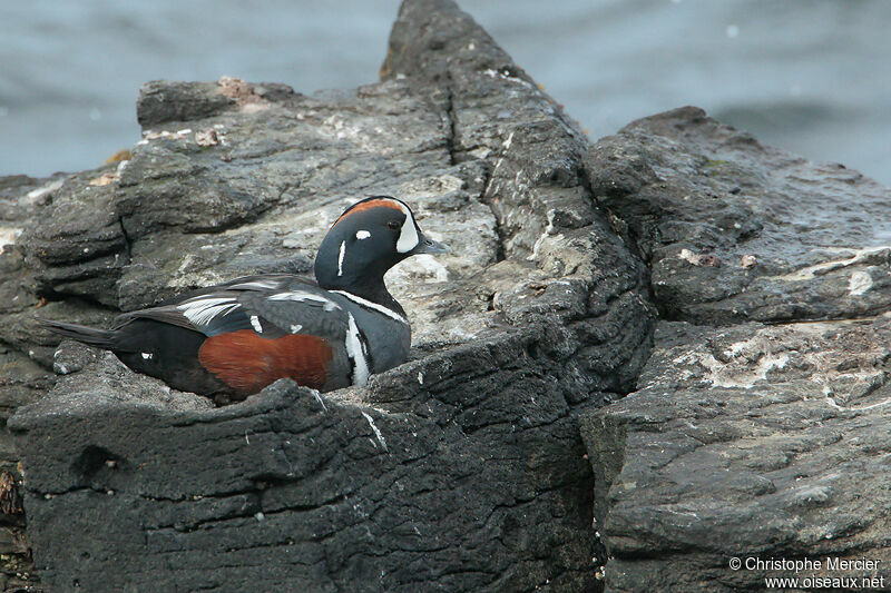 Arlequin plongeur