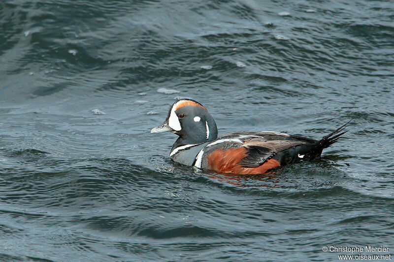 Harlequin Duck