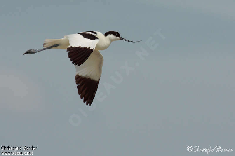 Avocette élégante, Vol