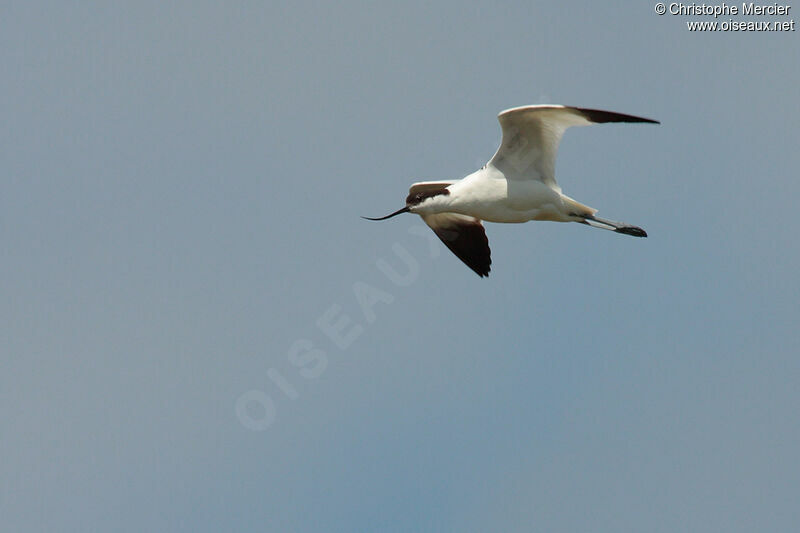 Avocette élégante