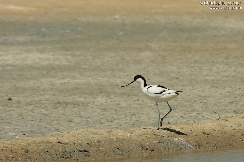 Pied Avocet