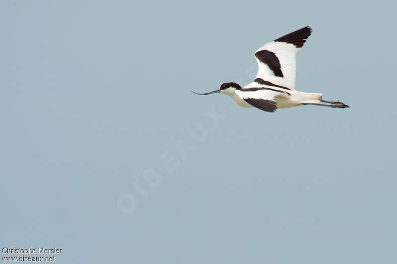 Pied Avocetadult, Flight