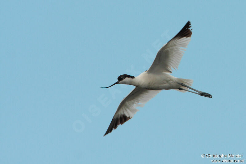 Pied Avocet