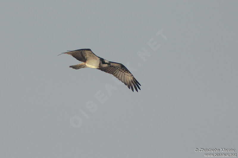 Balbuzard pêcheur