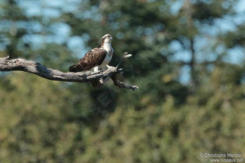 Osprey