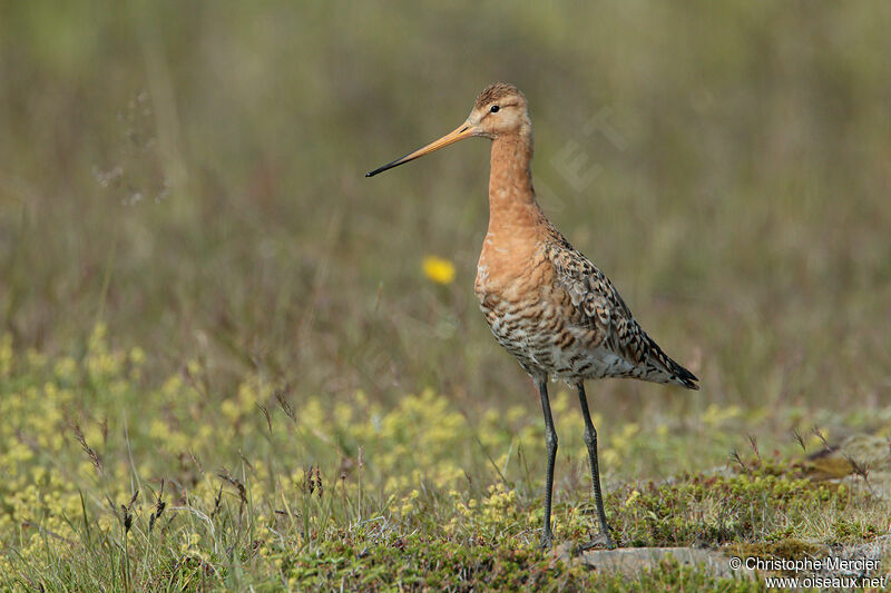 Black-tailed Godwit