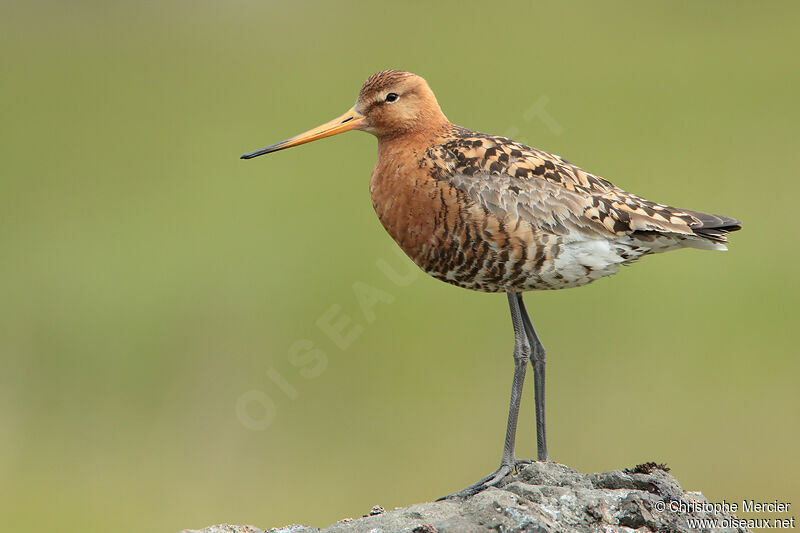 Black-tailed Godwit