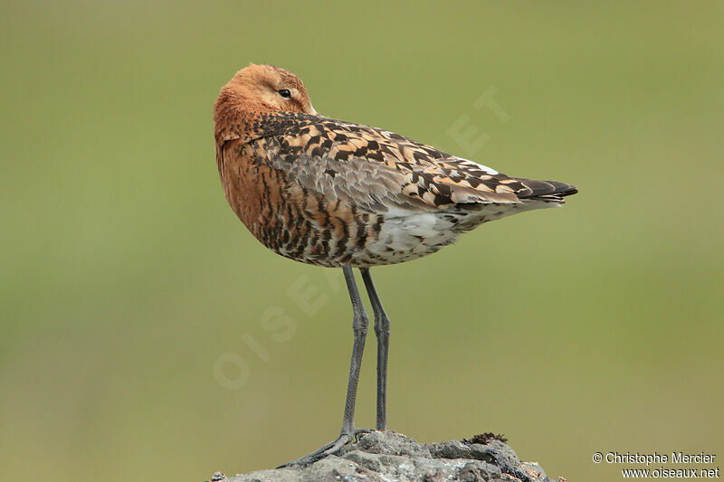 Black-tailed Godwit