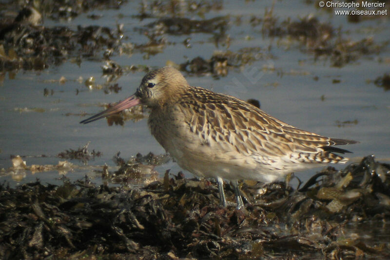 Bar-tailed Godwit