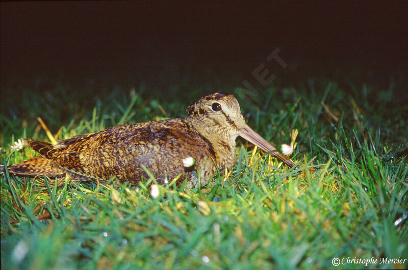 Eurasian Woodcock