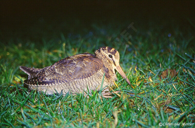 Eurasian Woodcock