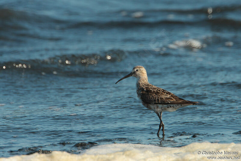 Curlew Sandpiper