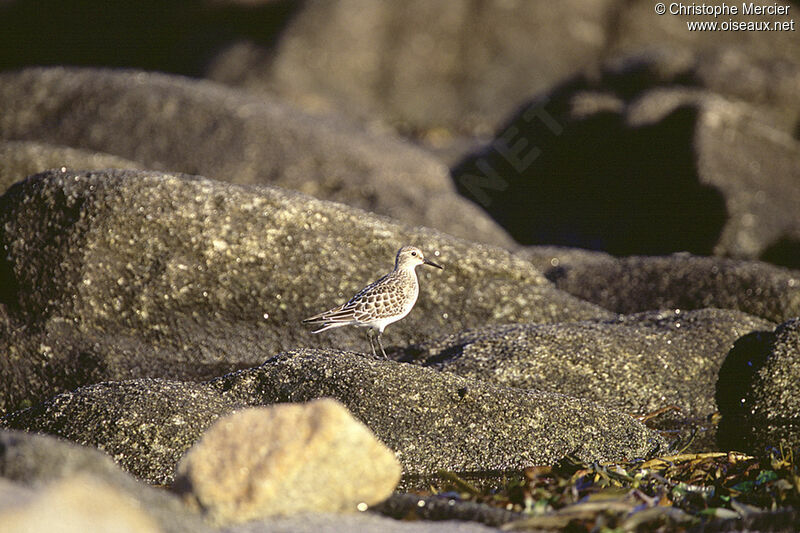 Baird's Sandpiper